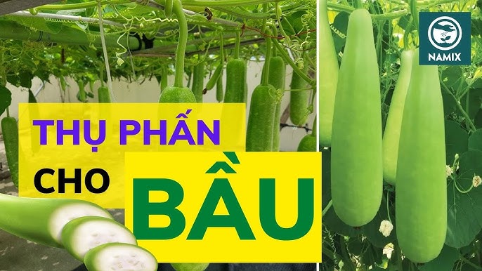 Hướng Dẫn Chi Tiết Cách Trồng Cây Dây Leo Trong Chậu Cho Ban Công và Sân Thượng