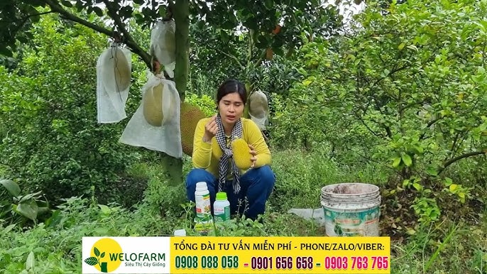 Hướng Dẫn Chi Tiết Cách Trồng Cây Vú Sữa Hoàng Kim Đạt Năng Suất Cao