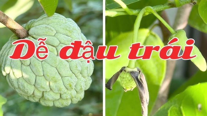 Cách Chăm Sóc Cây Mít Ta Hiệu Quả: Từ A Đến Z Cho Người Trồng