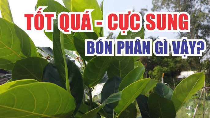 Cách Chăm Sóc Cây Mít Ta Hiệu Quả: Từ A Đến Z Cho Người Trồng