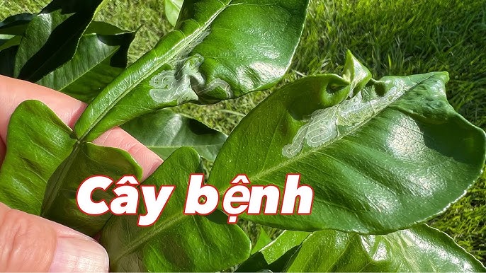 Cây Hoa Đồng Tiền Bị Xoăn Lá: Nguyên Nhân, Cách Xử Lý & Phòng Ngừa Hiệu Quả