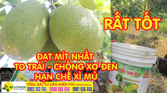 Hướng Dẫn Chi Tiết Cách Trồng Cây Vú Sữa Hoàng Kim Đạt Năng Suất Cao