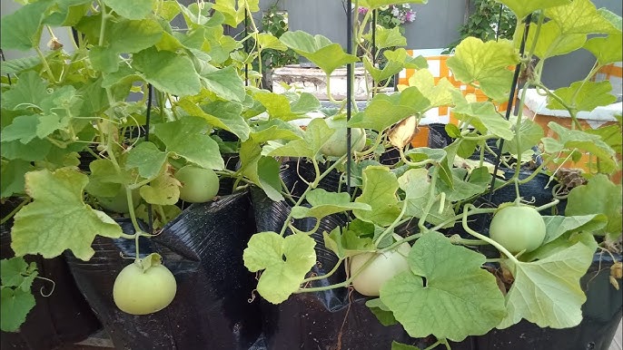 Hướng Dẫn Chi Tiết Cách Chăm Sóc Cây Hạt Dưa "Lan Hạt Dưa": Bí Quyết Trồng Cây Dễ Dàng