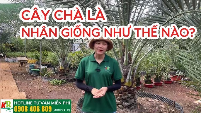 Cây Chà Là Trồng Ở Đâu Phù Hợp Nhất Tại Việt Nam