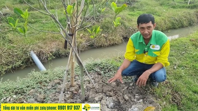 Hướng Dẫn Chi Tiết Cách Trồng Cây Vú Sữa Hoàng Kim Đạt Năng Suất Cao