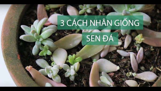 Cách Tách Cây Sen Đá Con Để Nhân Giống Thành Công