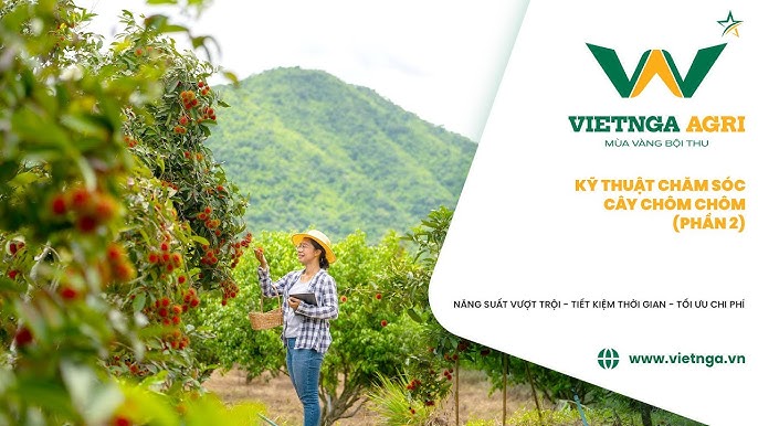 Kỹ Thuật Trồng Cây Chôm Chôm Cho Năng Suất Vượt Trội