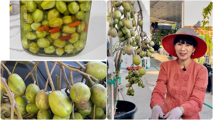 Cách Trồng Cây Cóc Thái Trong Chậu Cho Trái Quanh Năm