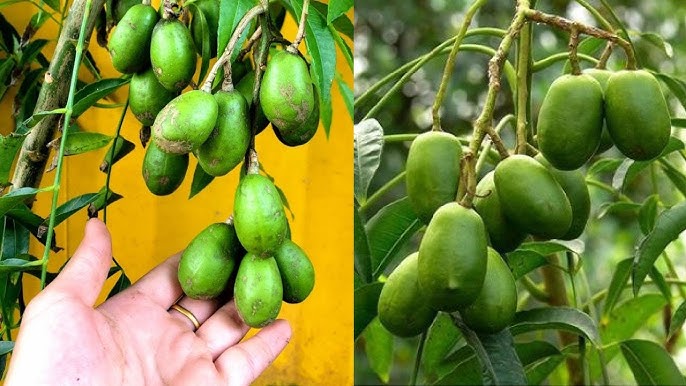 Cách Trồng Cây Cóc Thái Trong Chậu Cho Trái Quanh Năm