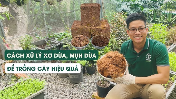 Cách Xử Lý Xơ Dừa Làm Giá Thể Chuẩn Kỹ Thuật Cho Cây Trồng