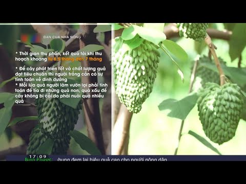 Cách Trồng Cây Na Thái Lan Mang Lại Hiệu Quả Kinh Tế Cao