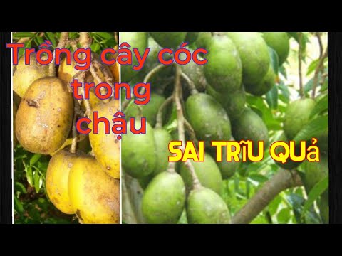 Cách Trồng Cây Cóc Thái Trong Chậu Cho Trái Quanh Năm