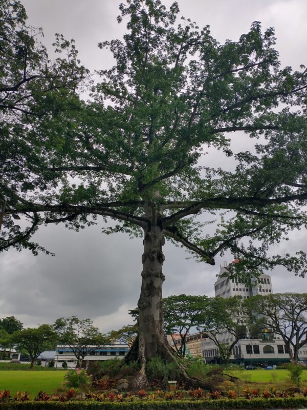 Cây Hoa Gạo Vàng Độc Đáo Tại Đền Long Động: Biểu Tượng Của Lịch Sử Và Vẻ Đẹp Thiên Nhiên