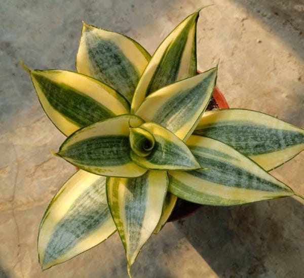 Cây Kiểng Trồng Trong Nhà: Tuyển Tập Các Loại Phổ Biến & Hướng Dẫn Chăm Sóc Chi Tiết