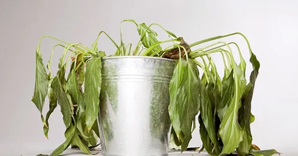 Tưới nước đúng cách cho cây trồng