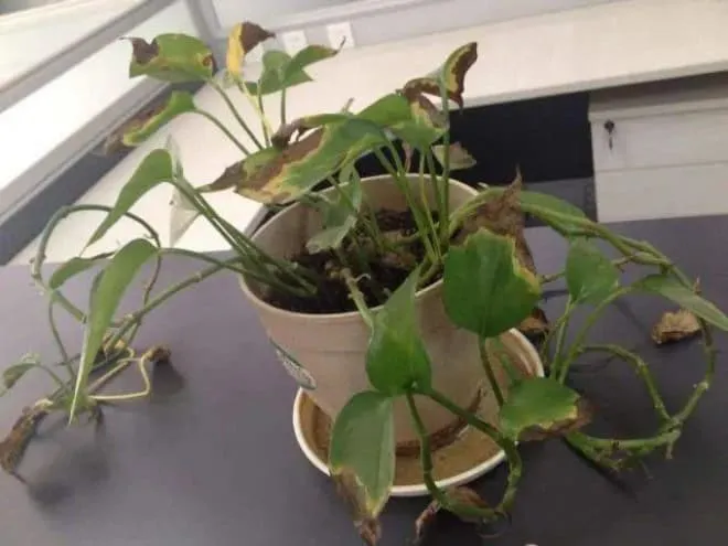 Cải tạo đất trồng cây bị héo lá bằng hỗn hợp hữu cơ