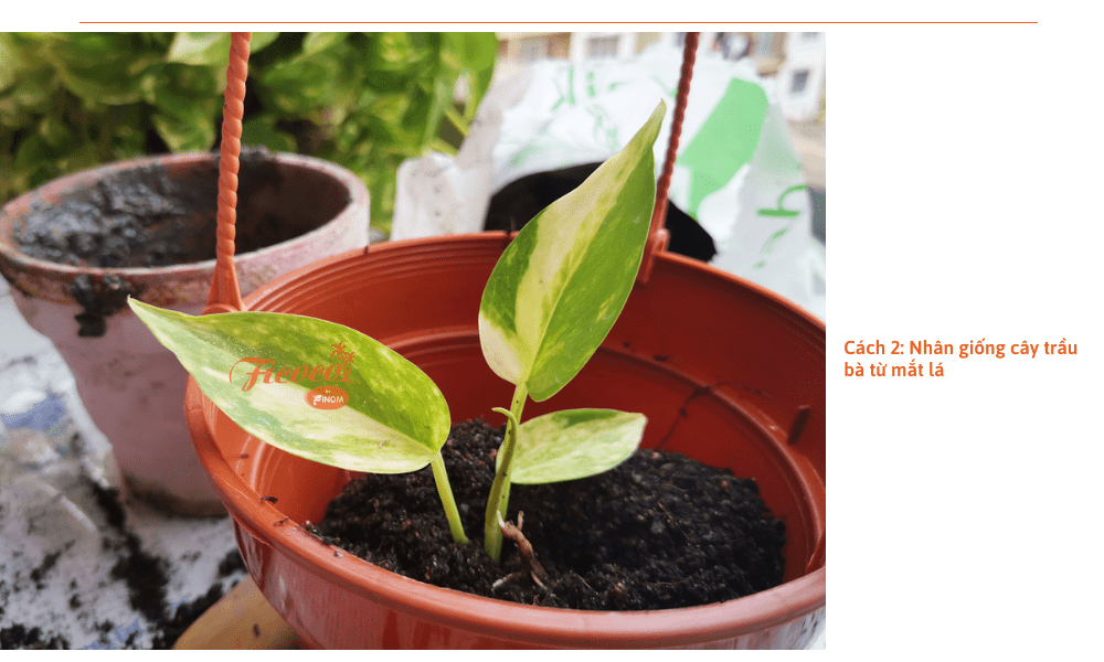 cach-nhan-giong-cay-trau-ba