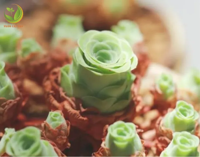 Cách nhân giống sen đá hoa hồng xanh hiệu quả