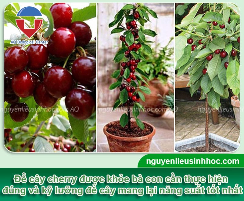 Hướng Dẫn Chi Tiết: Cách Trồng Cây Cherry Thơm Ngon, Năng Suất Cao Tại Nhà