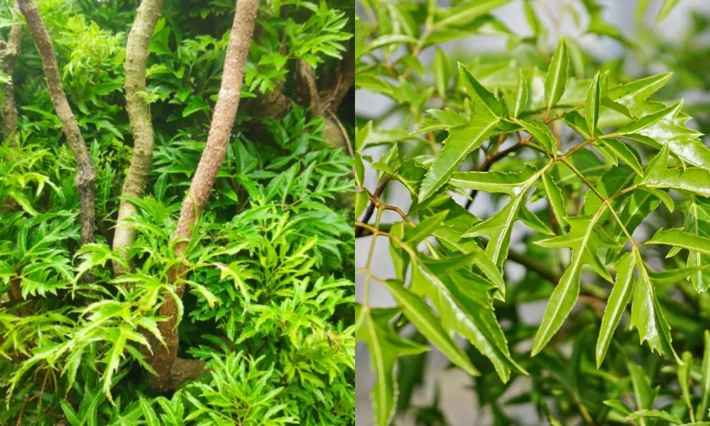 Cây đinh lăng là vị thuốc quý cho con người