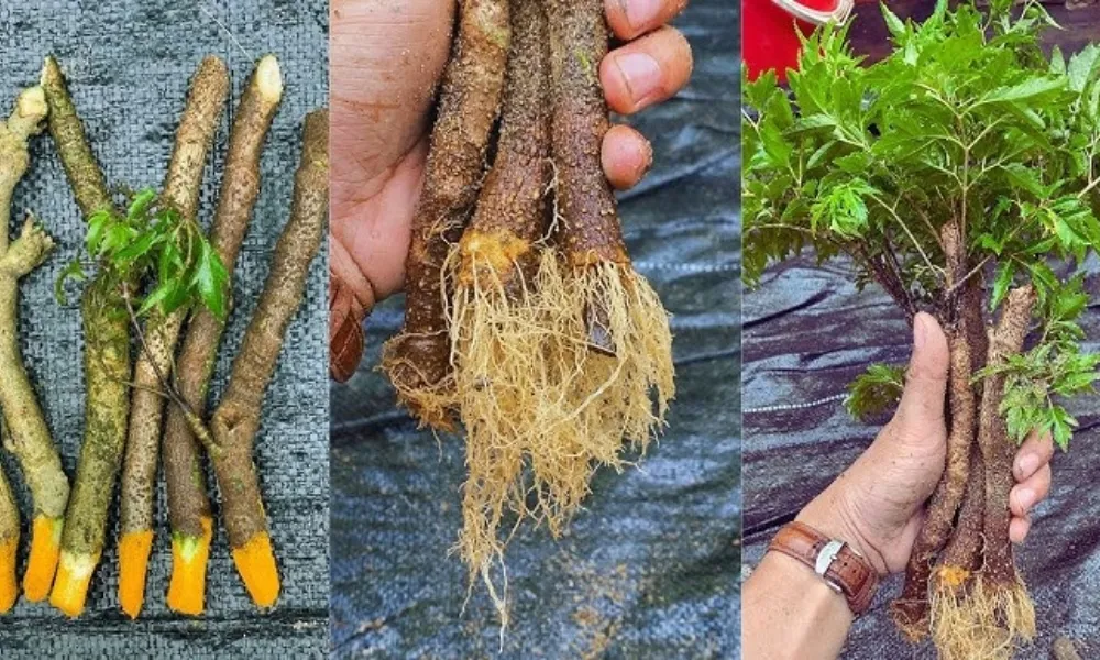 Giâm cành đinh lăng đúng kỹ thuật giúp tỷ lệ sống cao