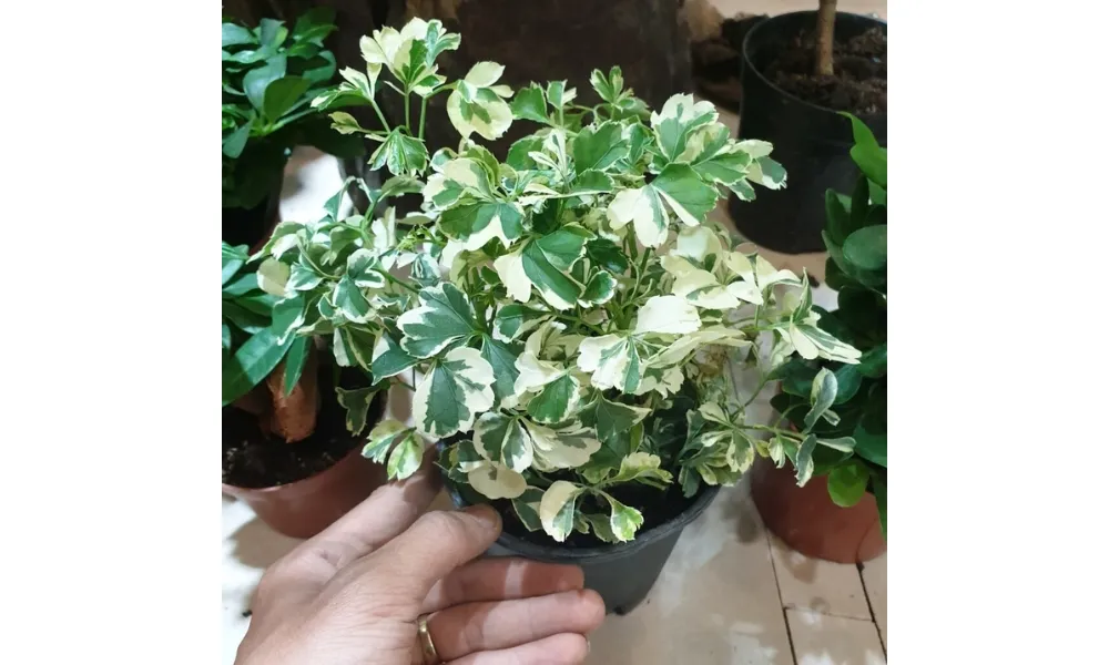 Lá cây đinh lăng cẩm thạch có màu xanh đậm trắng