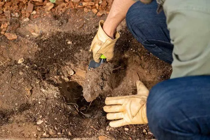 Huong Dan Cach Trong Hoa Hong Leo 1