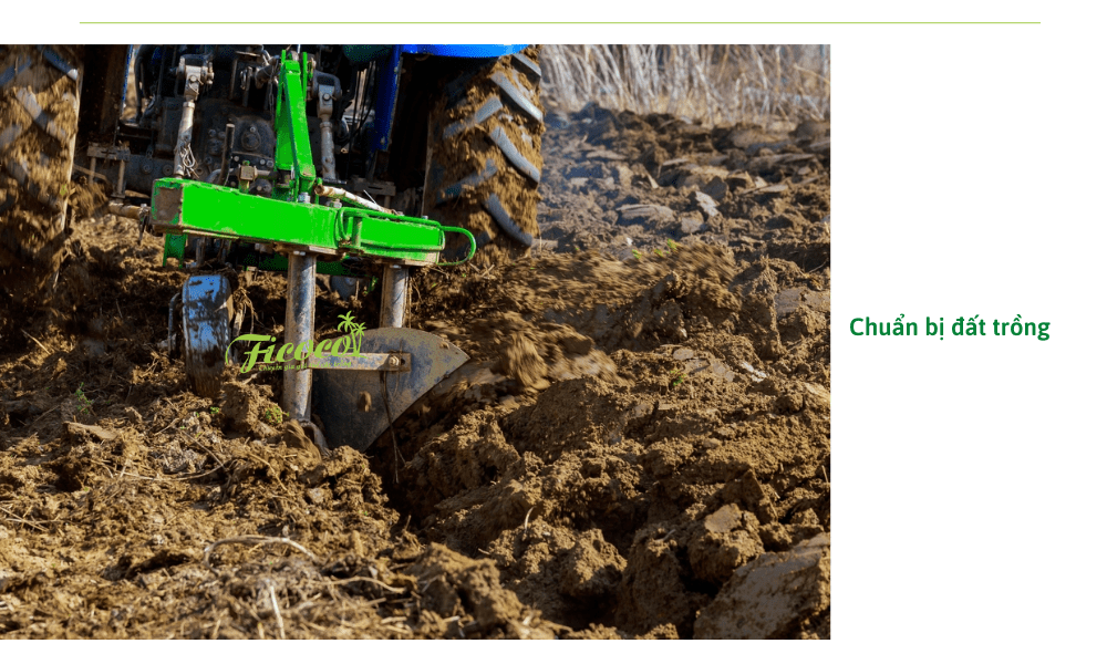 chuan-bi-dat-trong-hoa-hong