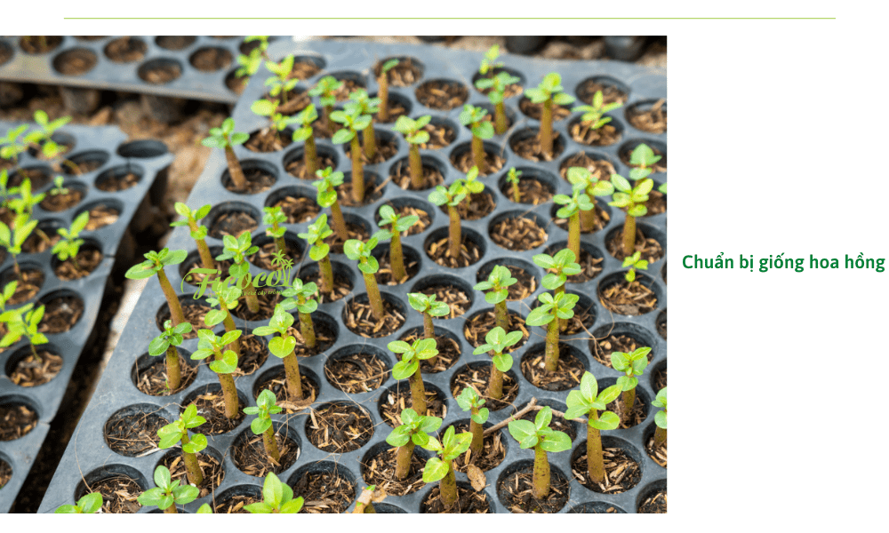 chuan-bi-giong-hoa-hong