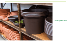 Hướng dẫn cách trồng hoa hồng trong chậu nhựa cực dễ