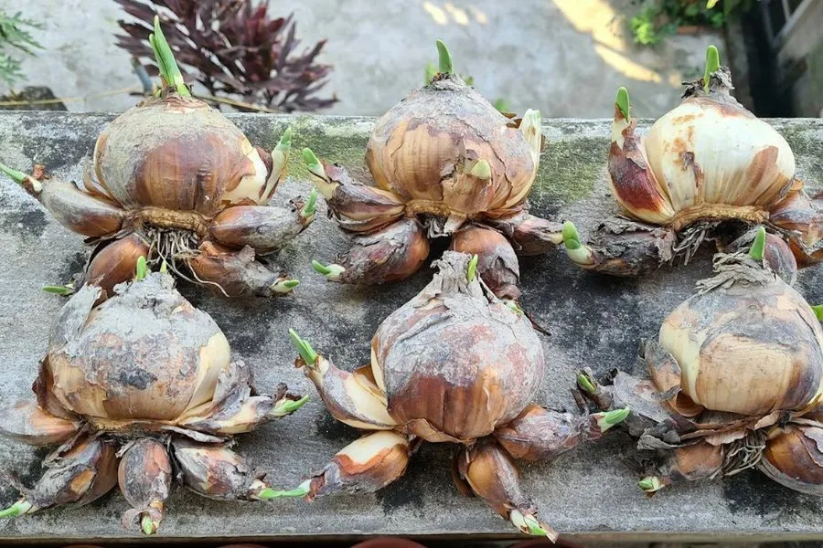 Củ giống khỏe mạnh và có lớp vỏ màu nâu bóng