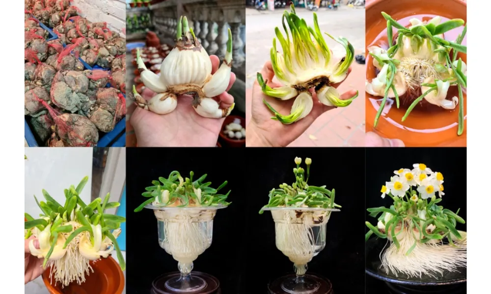 Các bước thực hiện cách trồng hoa thuỷ tiên trong nước