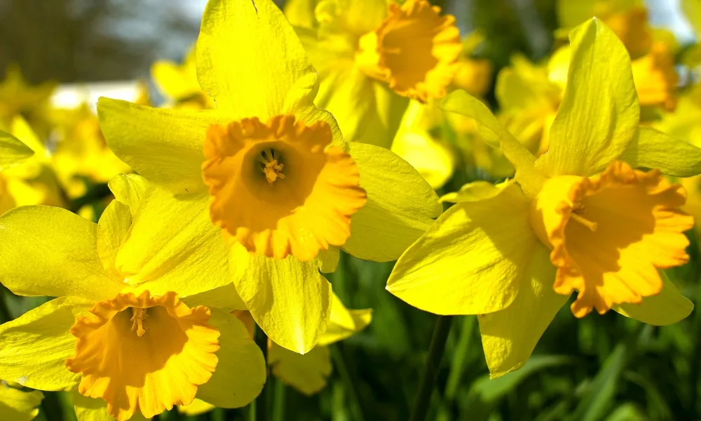 Hoa thủy tiên vàng tượng trưng cho sự may mắn