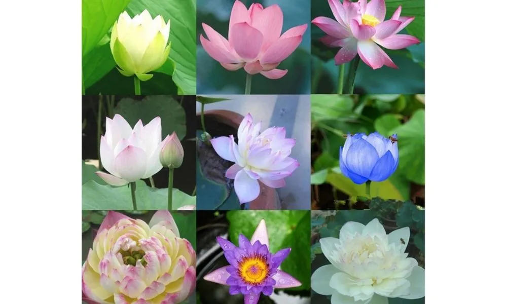 Hướng dẫn cách trồng sen Nhật mini cho hoa lung linh