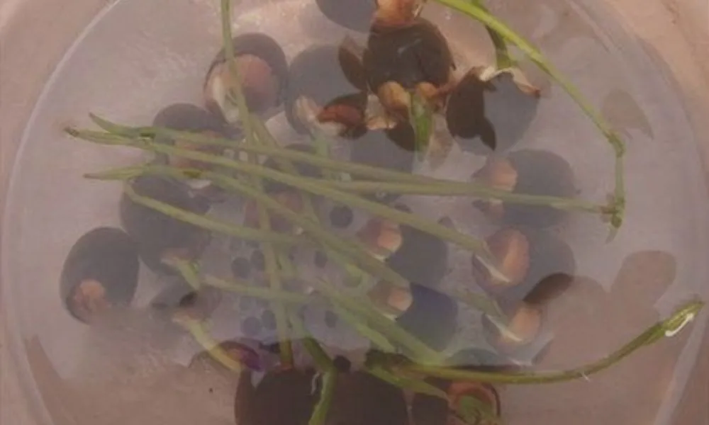 Hướng dẫn cách trồng sen Nhật mini cho hoa lung linh