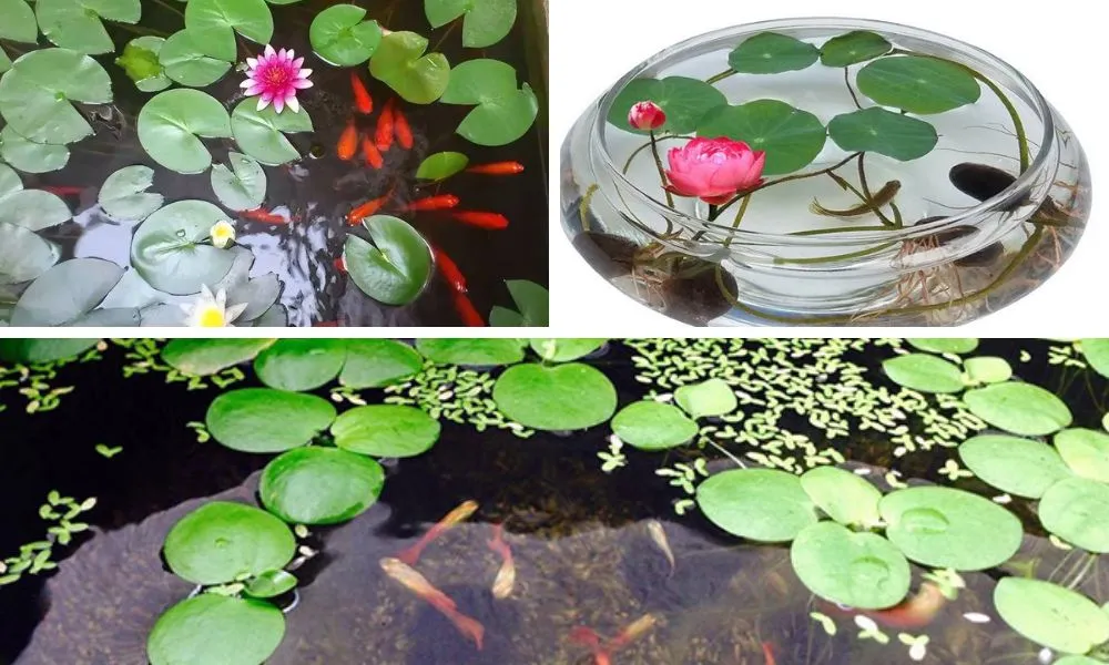 Hướng dẫn cách trồng sen Nhật mini cho hoa lung linh