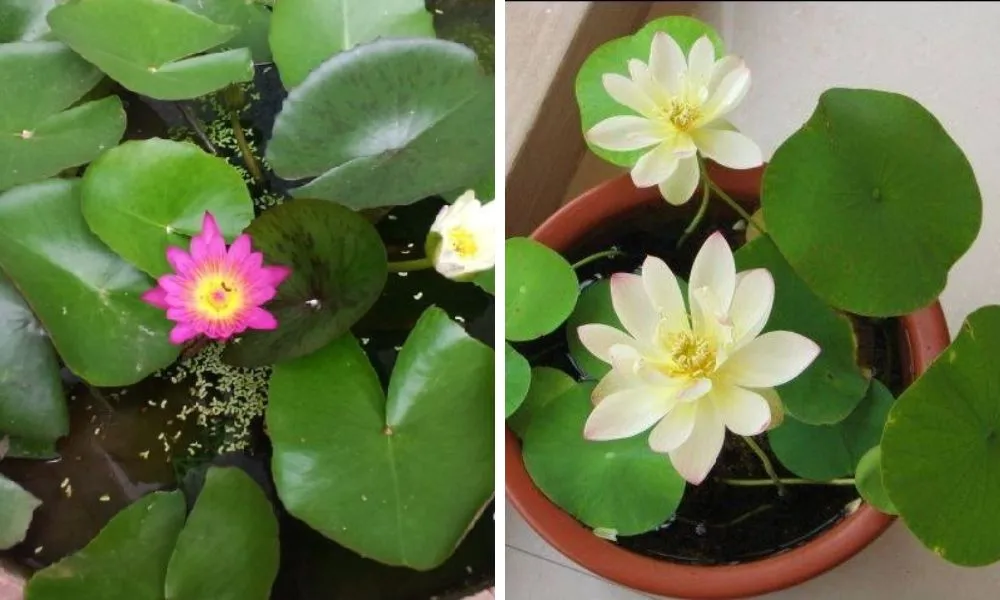 Hướng dẫn cách trồng sen Nhật mini cho hoa lung linh