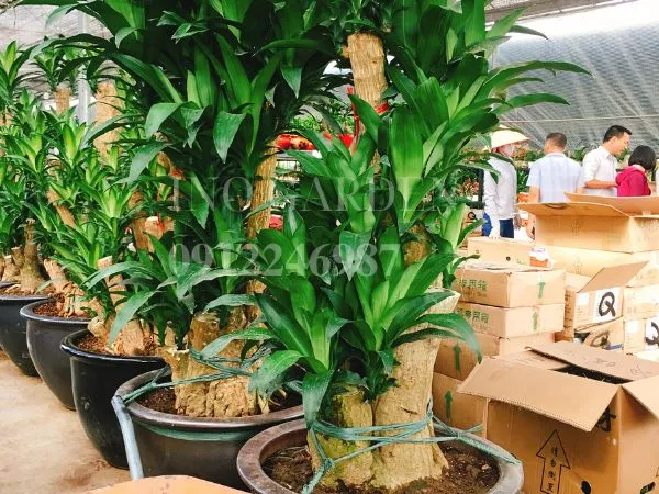 Hướng dẫn trồng thiết mộc lan