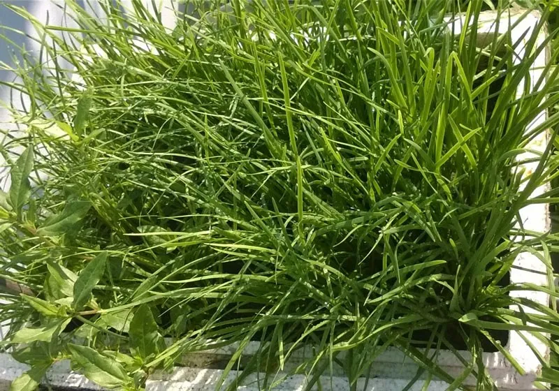 Chăm sóc hẹ đúng cách giúp cây phát triển khỏe mạnh