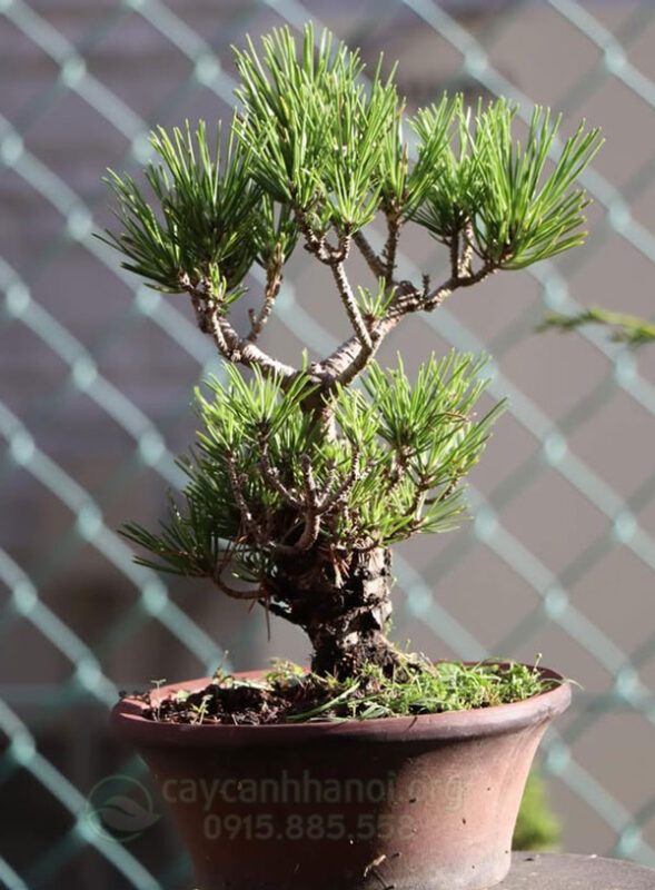 Cây Phát Tài Hoa Đỏ: Hướng Dẫn Trồng Và Chăm Sóc Toàn Diện Cho Góc Xanh May Mắn