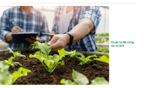 Hướng dẫn cách trồng xà lách đơn giản ngay tại nhà