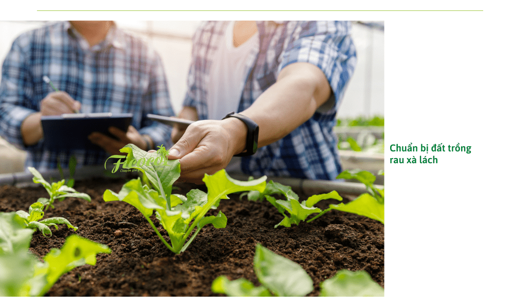 chuan-bi-dat-trong-rau-xa-lach