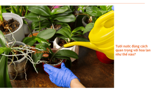 Hướng dẫn cách tưới hoa lan đúng cách cho người mới bắt đầu
