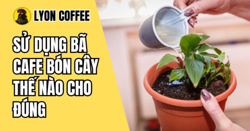Hướng Dẫn Chi Tiết Cách Ủ Bã Cà Phê Bón Cây Đúng Cách