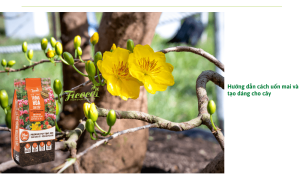 Hướng dẫn cách uốn mai, cắt tỉa mai trước tết