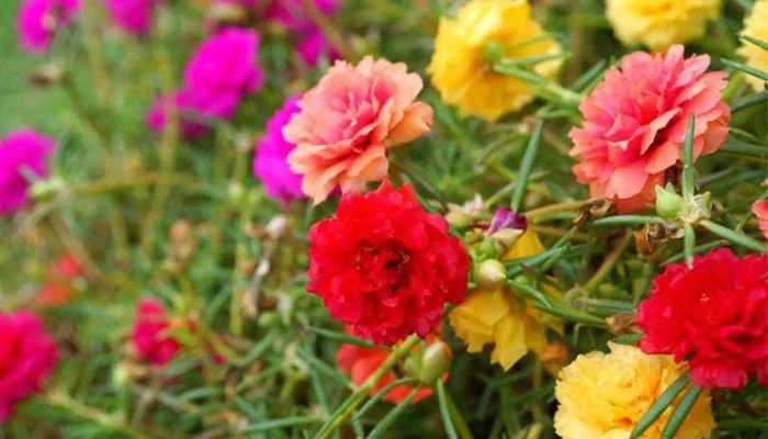 Hướng dẫn cách chăm sóc hoa mười giờ sau khi trồng