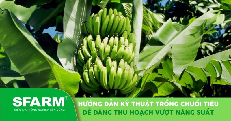 Hướng Dẫn Trồng Cây Chuối Toàn Diện: Từ Chọn Giống Đến Thu Hoạch Năng Suất Cao