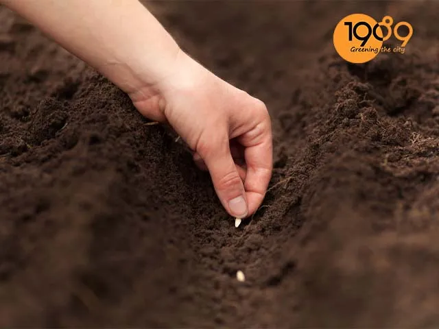 Hướng Dẫn Làm Đất Trồng Rau Sạch Ngay Tại Nhà Từ A Đến Z