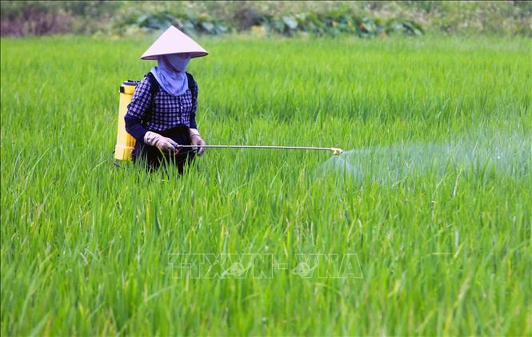 Hướng dẫn phun thuốc trừ sâu hiệu quả cho cây trồng