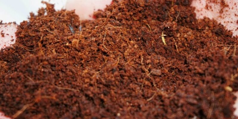 Xơ Dừa Trồng Cây Có Tốt Không? Hướng Dẫn Chi Tiết Từ A-Z